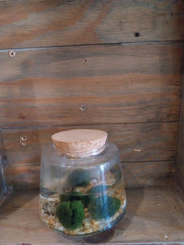 Marimo in vaso di vetro H 13 cm. diam. 10 cm.